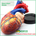 HEART10(12486) Oversize Human Heart Anatomy Model, 4 times Full Life Size Enlarge, 3 Parts, Anatomy Models > Heart Models